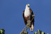 Bundala National Park